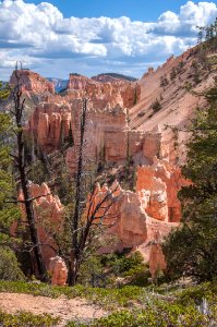 Bryce canyon national park, United states, Trees photo