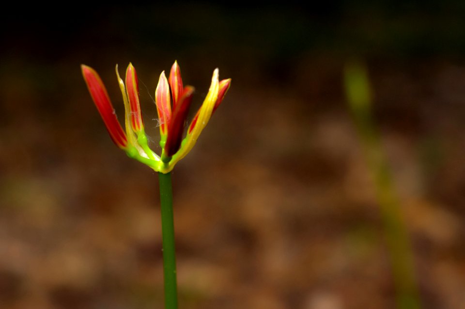 Saint francisville, United states, Bud