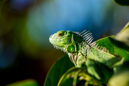 selective focus photo of green iguana photo
