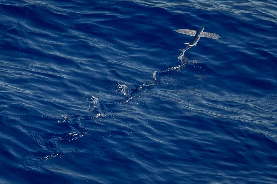 gray fish in body of water