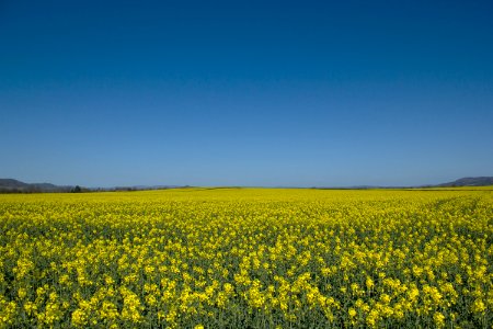 Hereford, Oil seed rape, Harvest photo