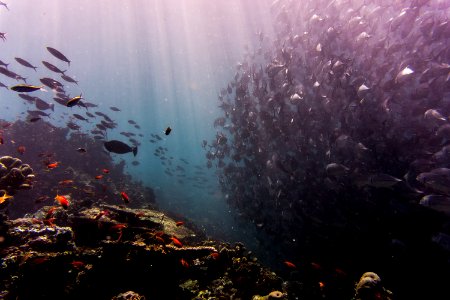 school of fish under water