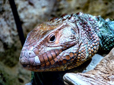 Knoxville zoo drive, Knoxville, United states