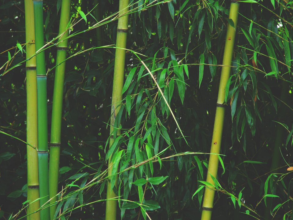 Rainforest, Green, Greenery