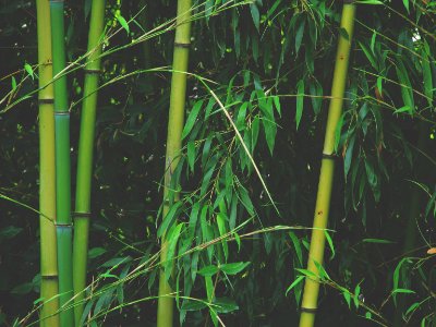 Rainforest, Green, Greenery
