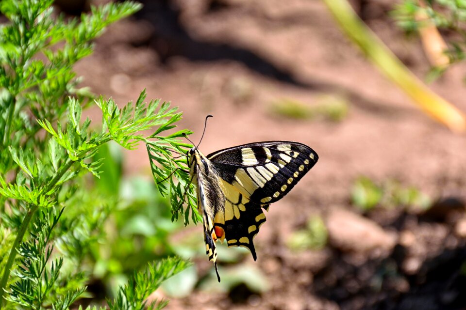 Dovetail nature garden
