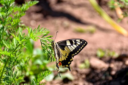 Dovetail nature garden