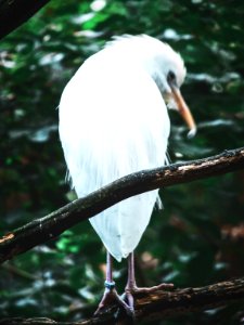 Knoxville zoo drive, Knoxville, United states