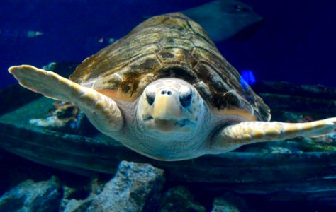 Animal, Turtle