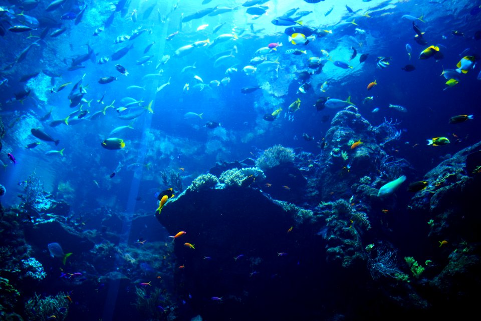 Underwater, Aquarium, Fish
