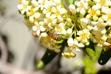 Spring, Honey, Flower