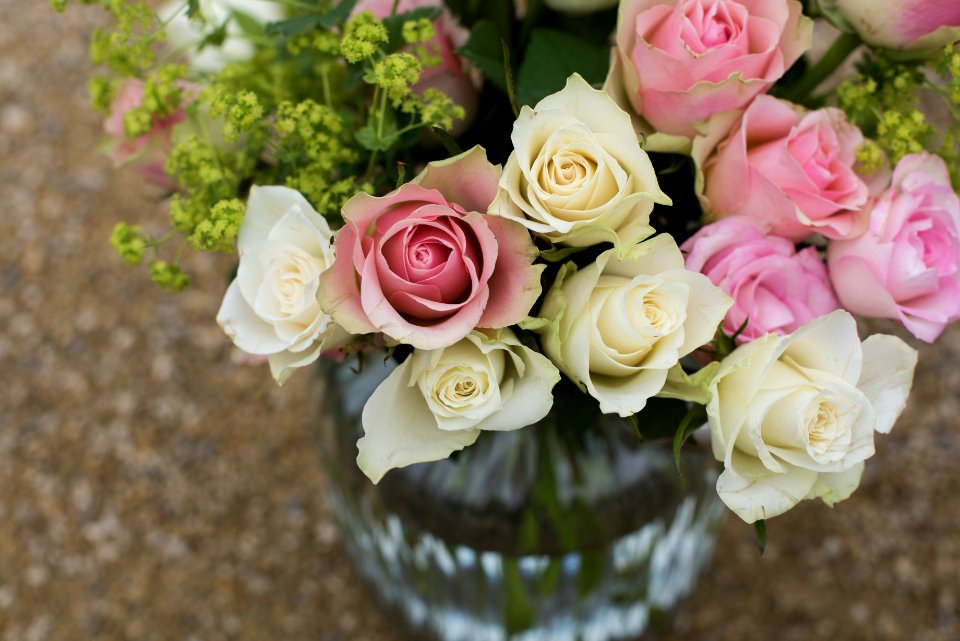 pink and yellow petaled flower