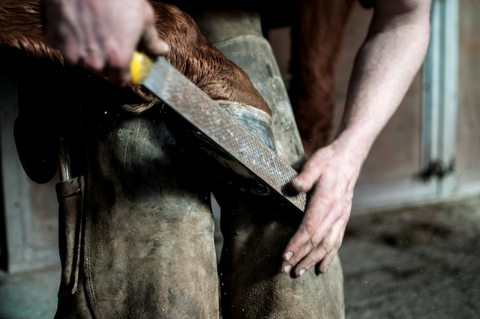 A man holding a horse's hoof against his knees and trimming it with a file