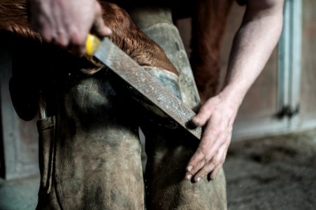 A man holding a horse's hoof against his knees and trimming it with a file photo