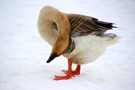 Plumage animal poultry photo