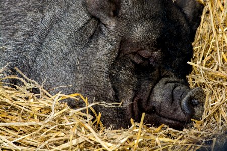 close up photography of black pig sleeping photo