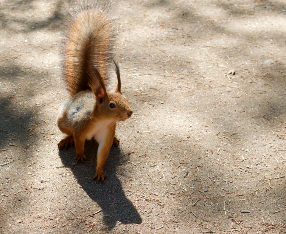 Pavlovskiy park, Russia, Animal