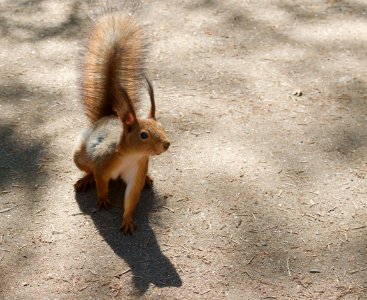 Pavlovskiy park, Russia, Animal