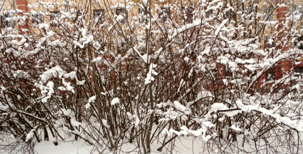 Pushkin, Russia, Bush
