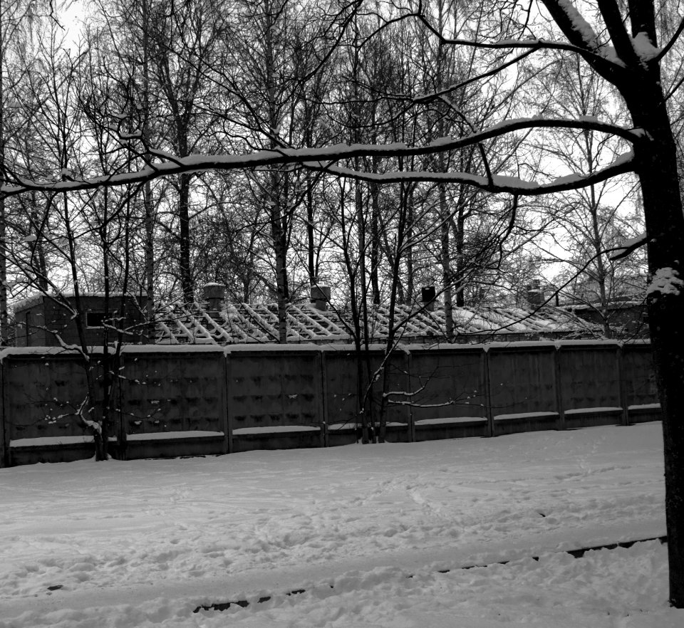 Pushkin, Russia, Trees