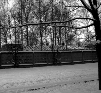 Pushkin, Russia, Trees