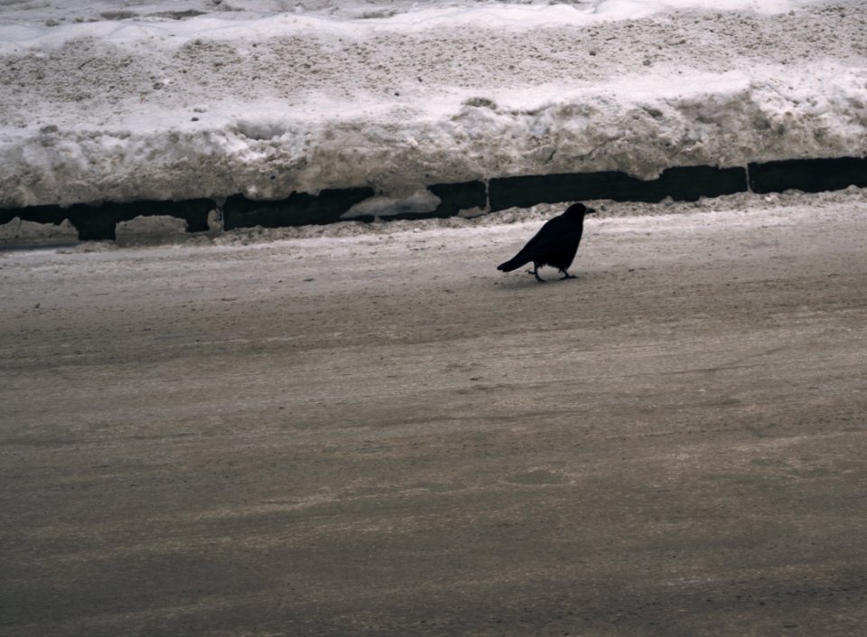 Pushkin, Russia, Crow