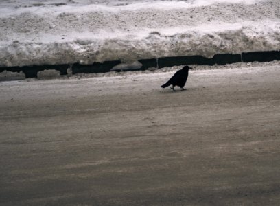 Pushkin, Russia, Crow