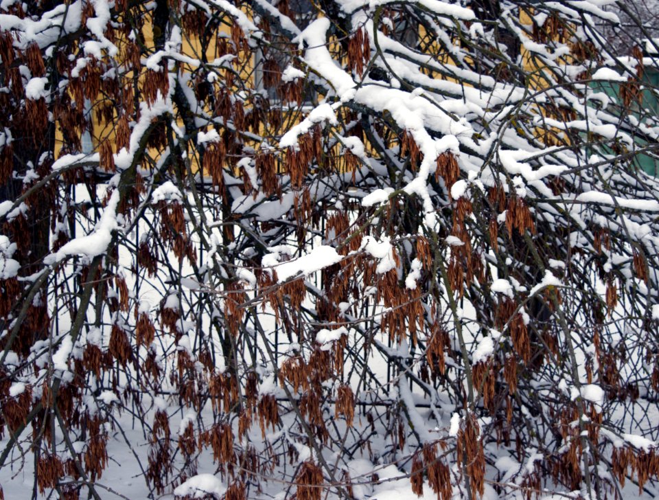 Pushkin, Russia, Tree