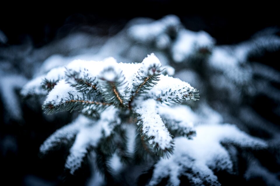 Cold conifer evergreen photo