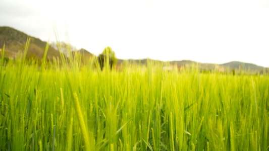 Spain, Scape, Grass