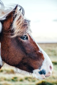 shallow focus photography of brown and white horse photo