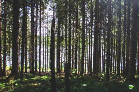 Green, Trees, Oslo