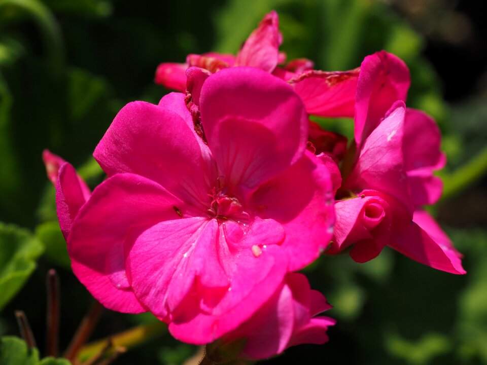 Pink balcony plant ornamental plant