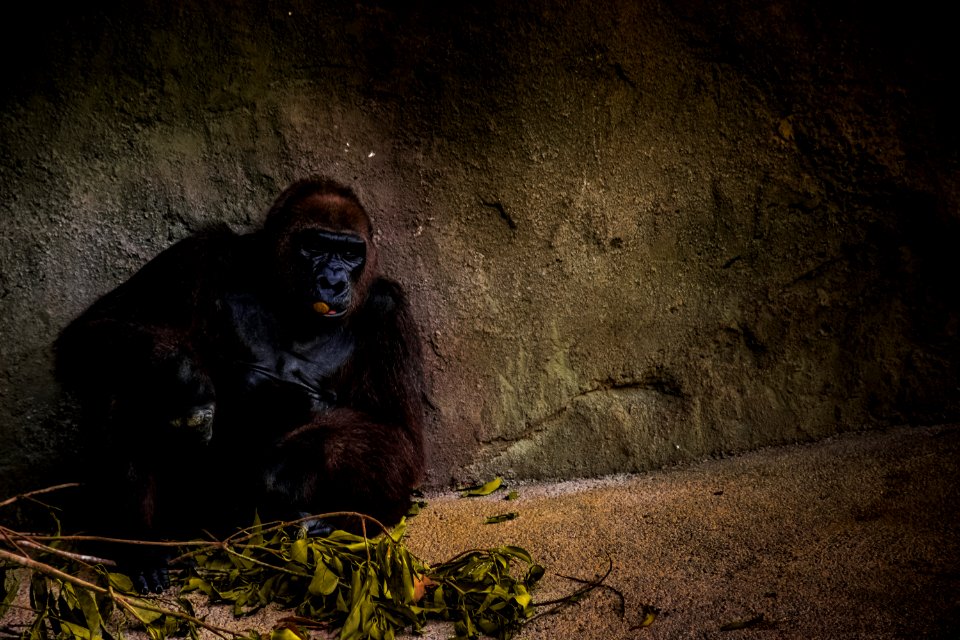 black gorilla sitting near green plant