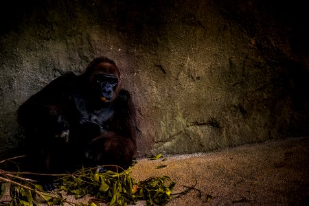 black gorilla sitting near green plant