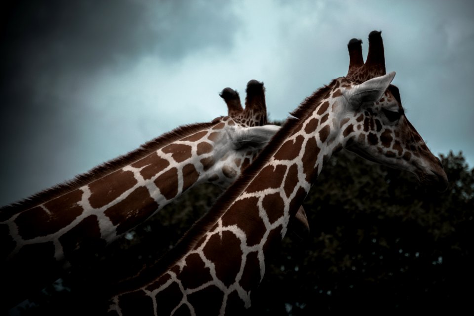 Central florida zoo  botanical gardens, Sanford, United states