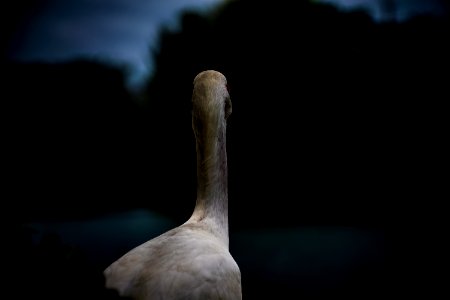 white long-neck animal photography