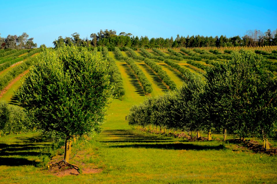 Maldonado, Uruguay, Green