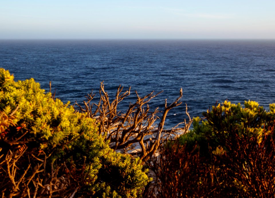 Australia, Cape nelson, Branches