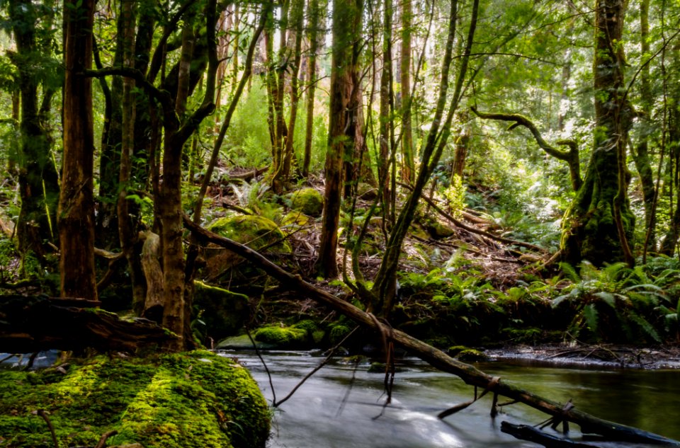 Australia, Rubicon, Moss