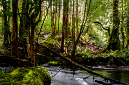 Australia, Rubicon, Moss photo