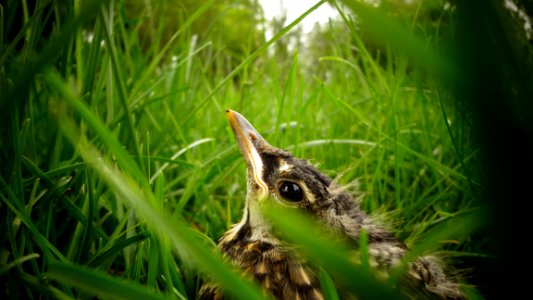 closeup photography of gray bird on green grass at daytime photo