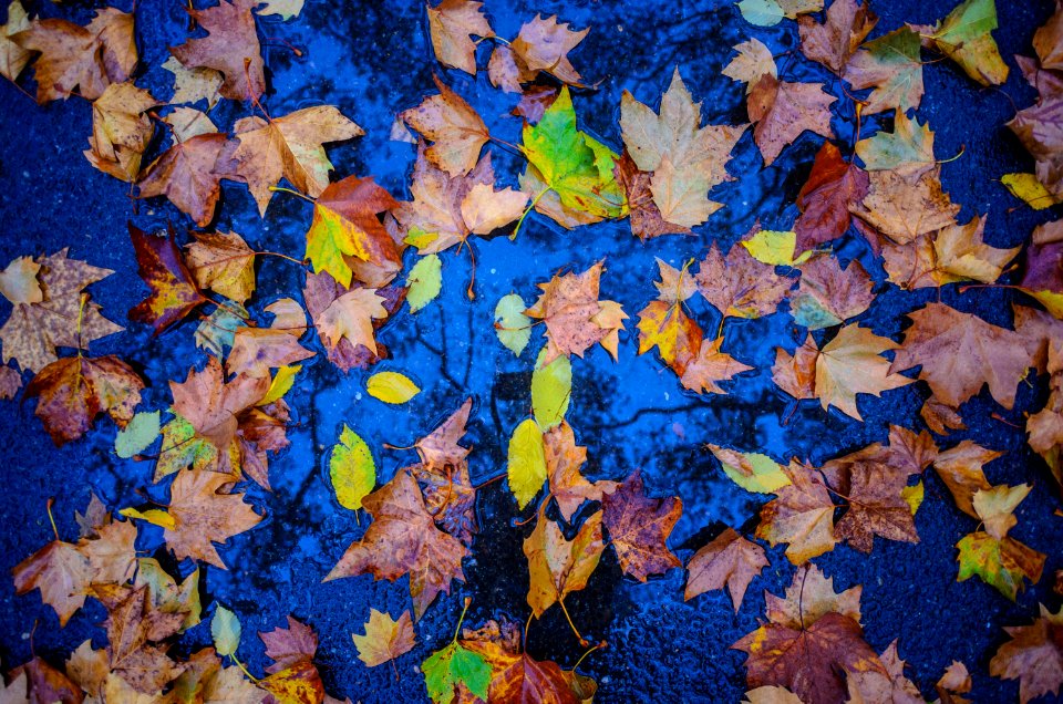 Nyc, Central park, Autumn
