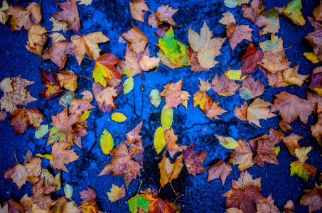 Nyc, Central park, Autumn