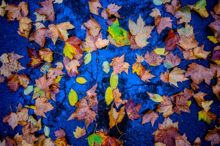 Nyc, Central park, Autumn photo