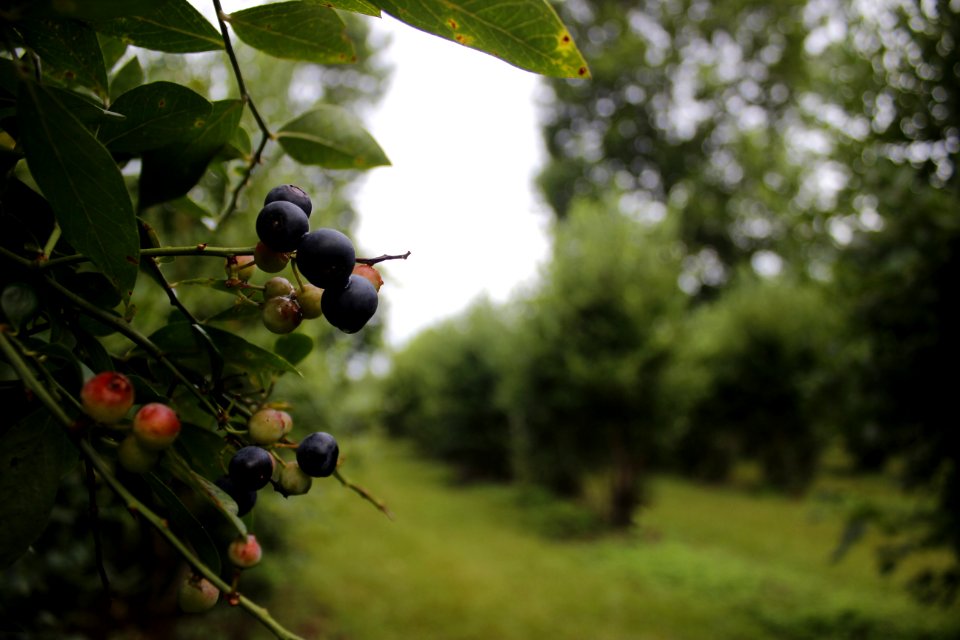 Blueberries, Old river road, Vancleave