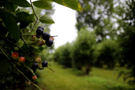 Blueberries, Old river road, Vancleave