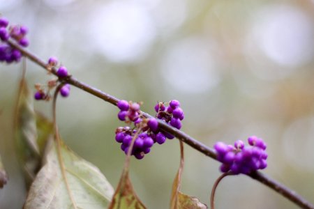 Purple, Berries, Pinnacle mountain state park photo