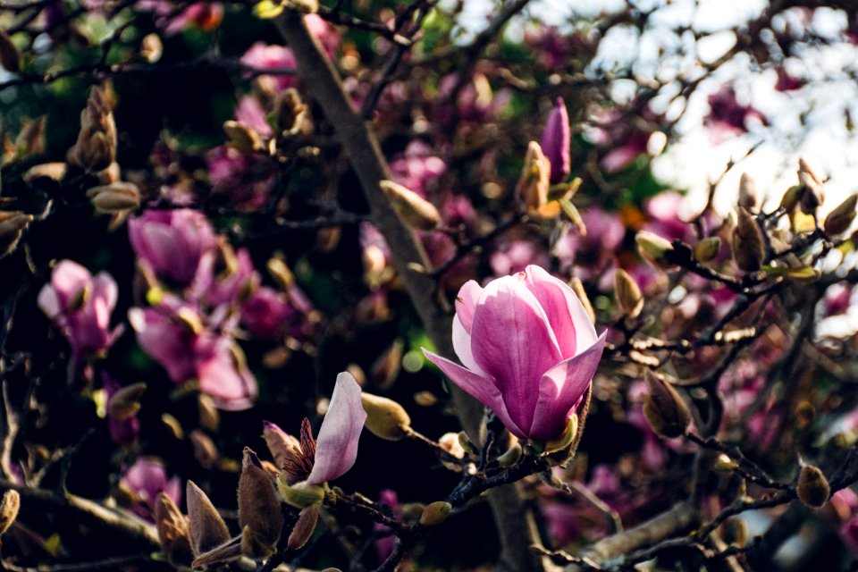 Budding, Floral, Flowers