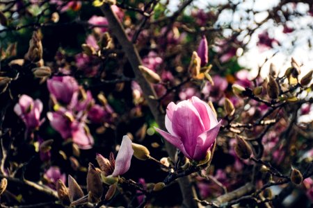 Budding, Floral, Flowers